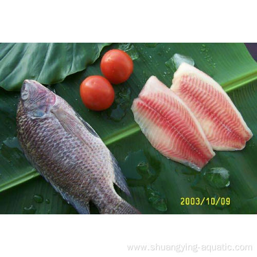 Frozen Tilapia Fillets Fish With Vaccum Pack